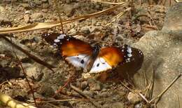 Image of Danaus (Anosia) chrysippus subsp. alcippus Cramer 1777