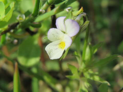 Image of Field Pansy