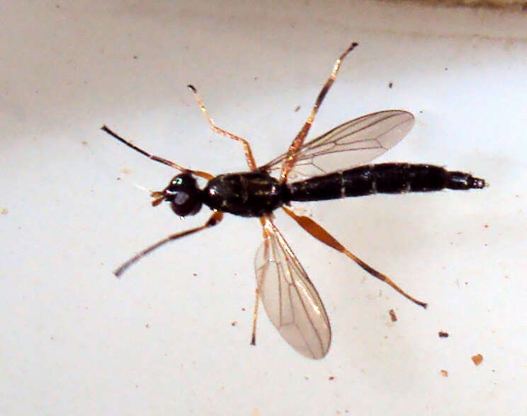 Image of tanypezid flies