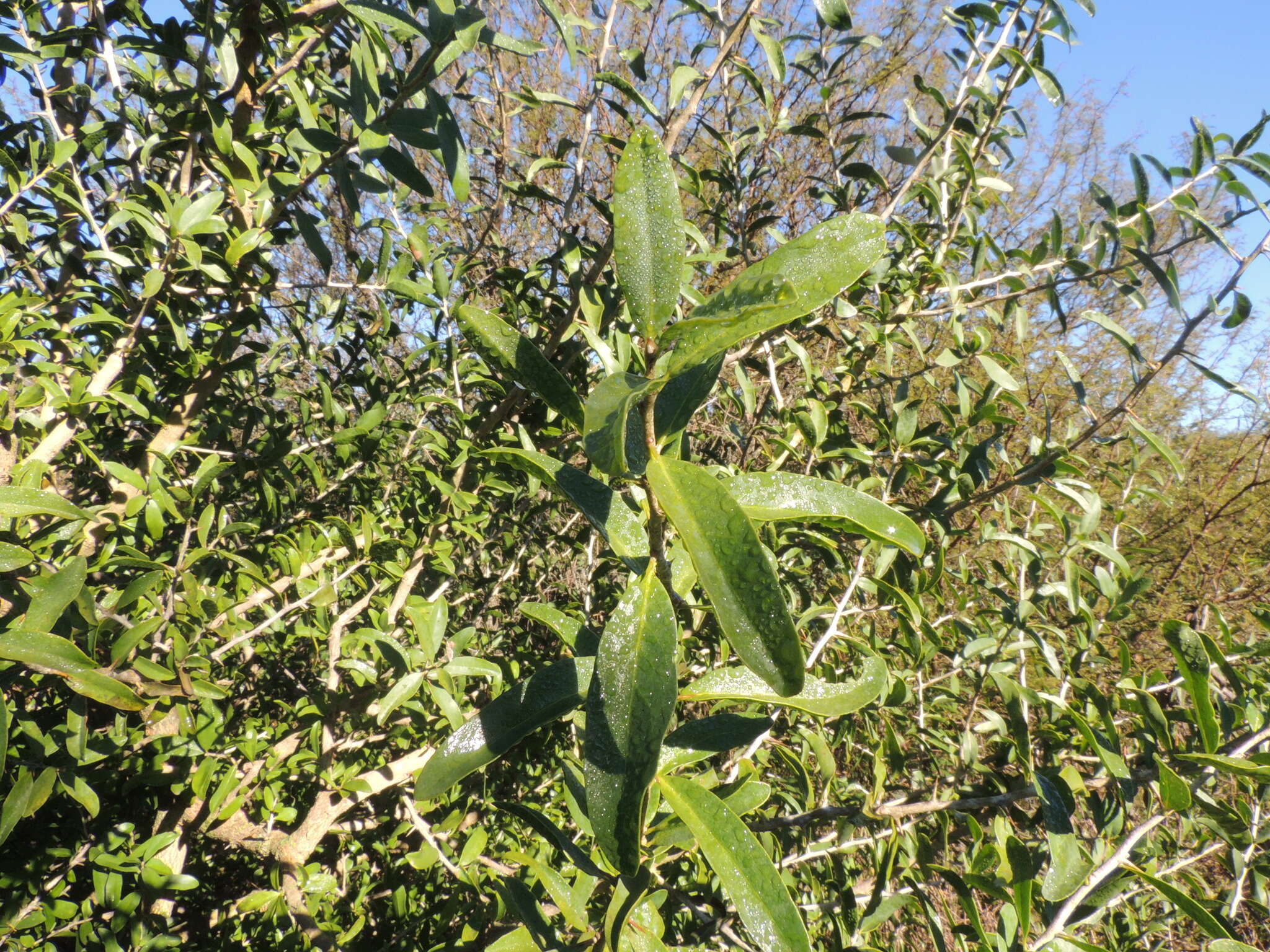 Image of Schinus longifolia (Lindl.) Speg.