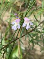 Image of Narrow-leaved Mint-bush