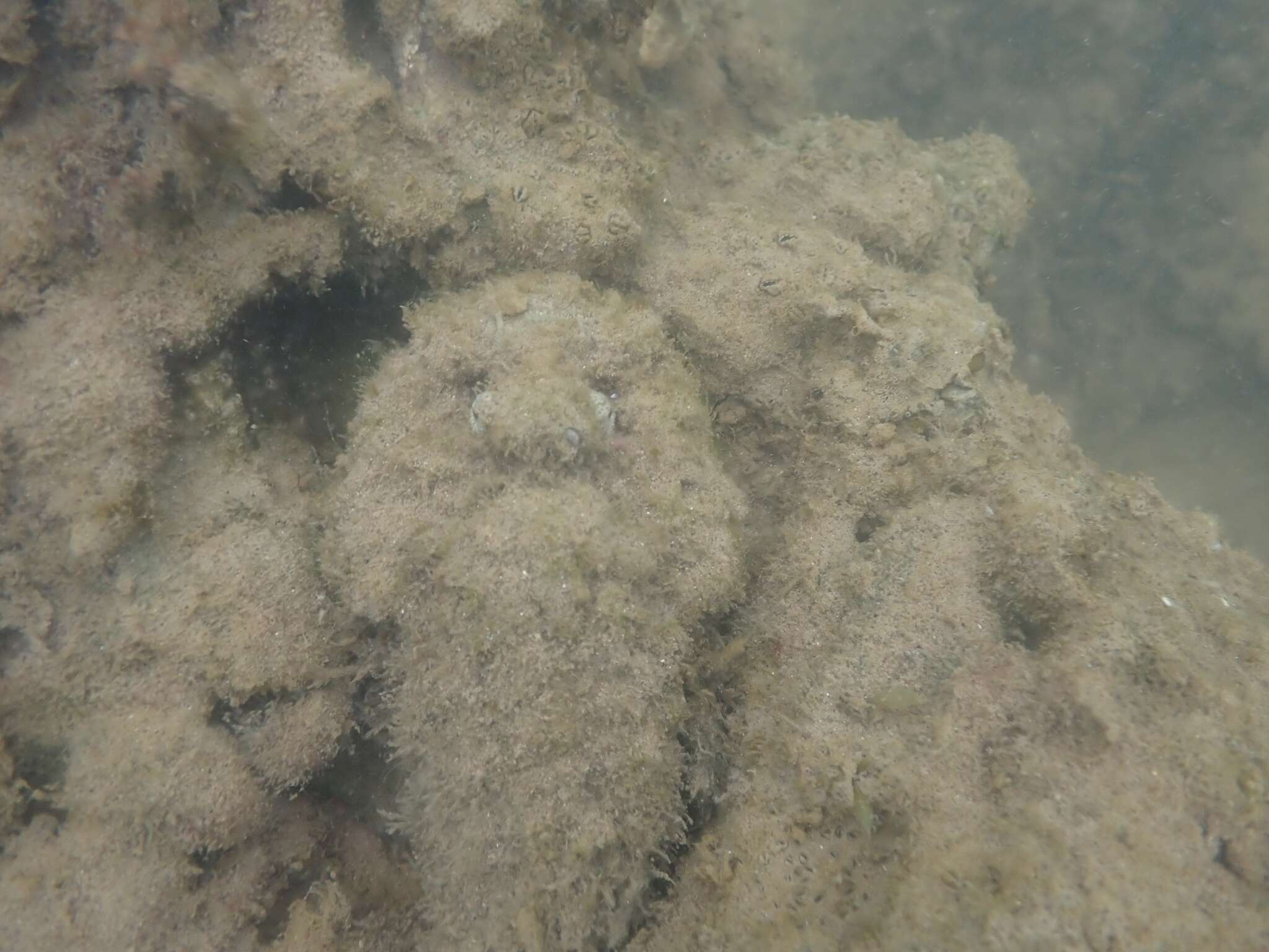 Image of Estuarine stonefish