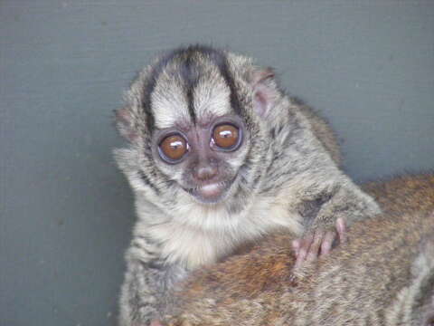 Image of Gray-handed Night Monkey