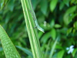 Image of Saint Vincent's Bush Anole