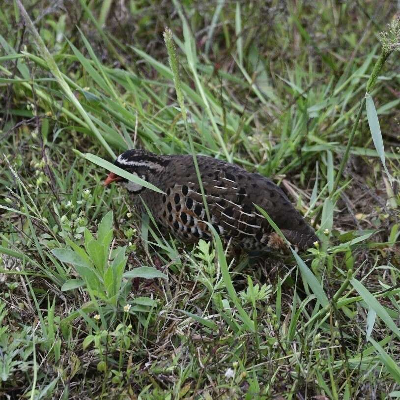 Image of Painted Bush Quail