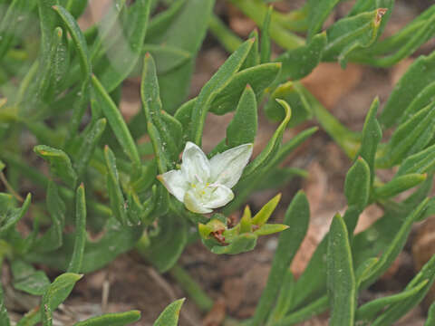 Image of Oxygonum dregeanum Meisn.