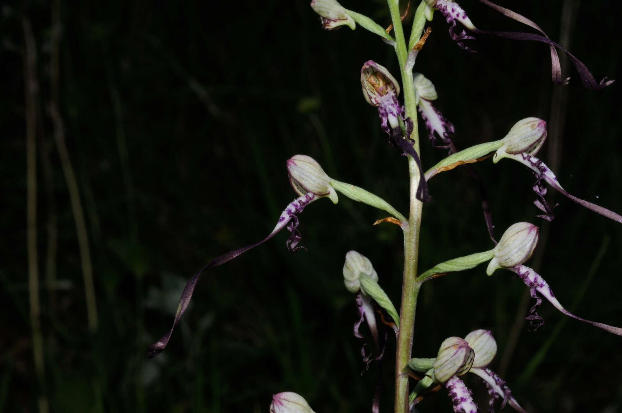 Himantoglossum adriaticum H. Baumann resmi