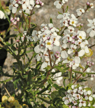 Imagem de Iberis pinnata L.