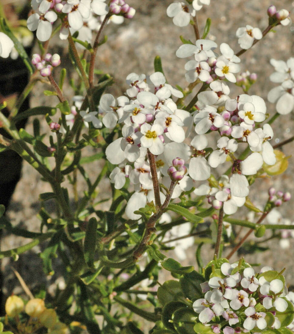 Image of annual candytuft