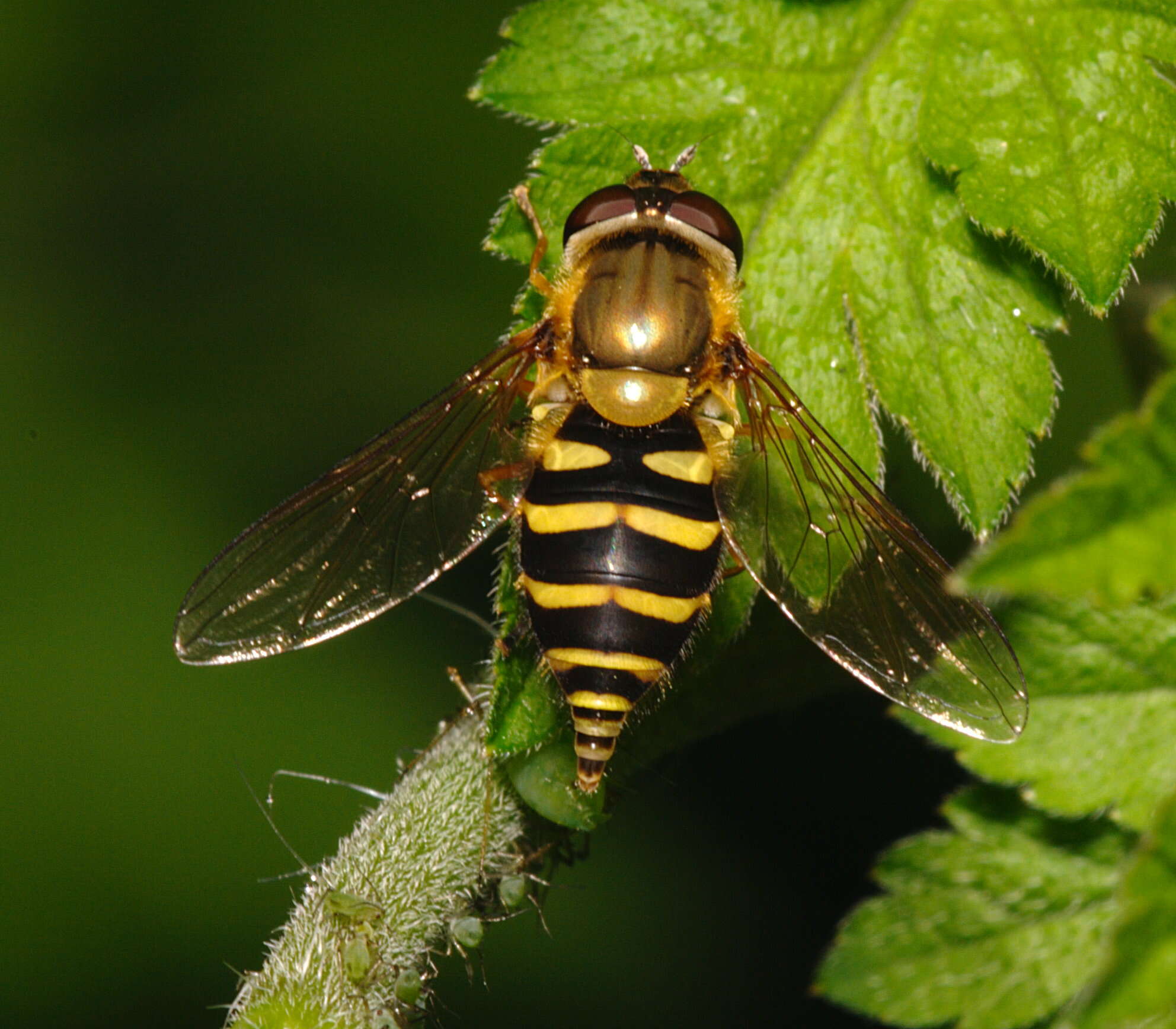 Plancia ëd Syrphus ribesii (Linnaeus 1758)