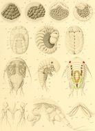Image of Bopyridae
