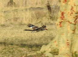 Image of Southern Red-billed Hornbill