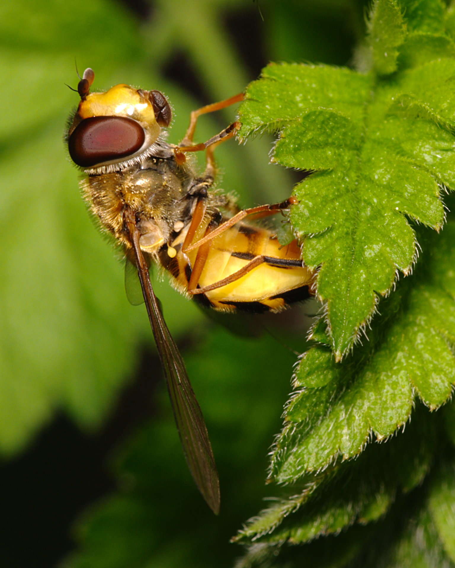 Plancia ëd Syrphus ribesii (Linnaeus 1758)