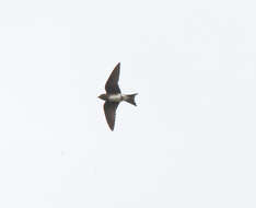 Image of Cuban Martin