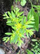 Image of stringy stonecrop