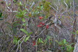 Imagem de Amyema scandens (Tieghem) Danser