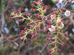 Image of Senegalia rugata (Lam.) Britton & Rose