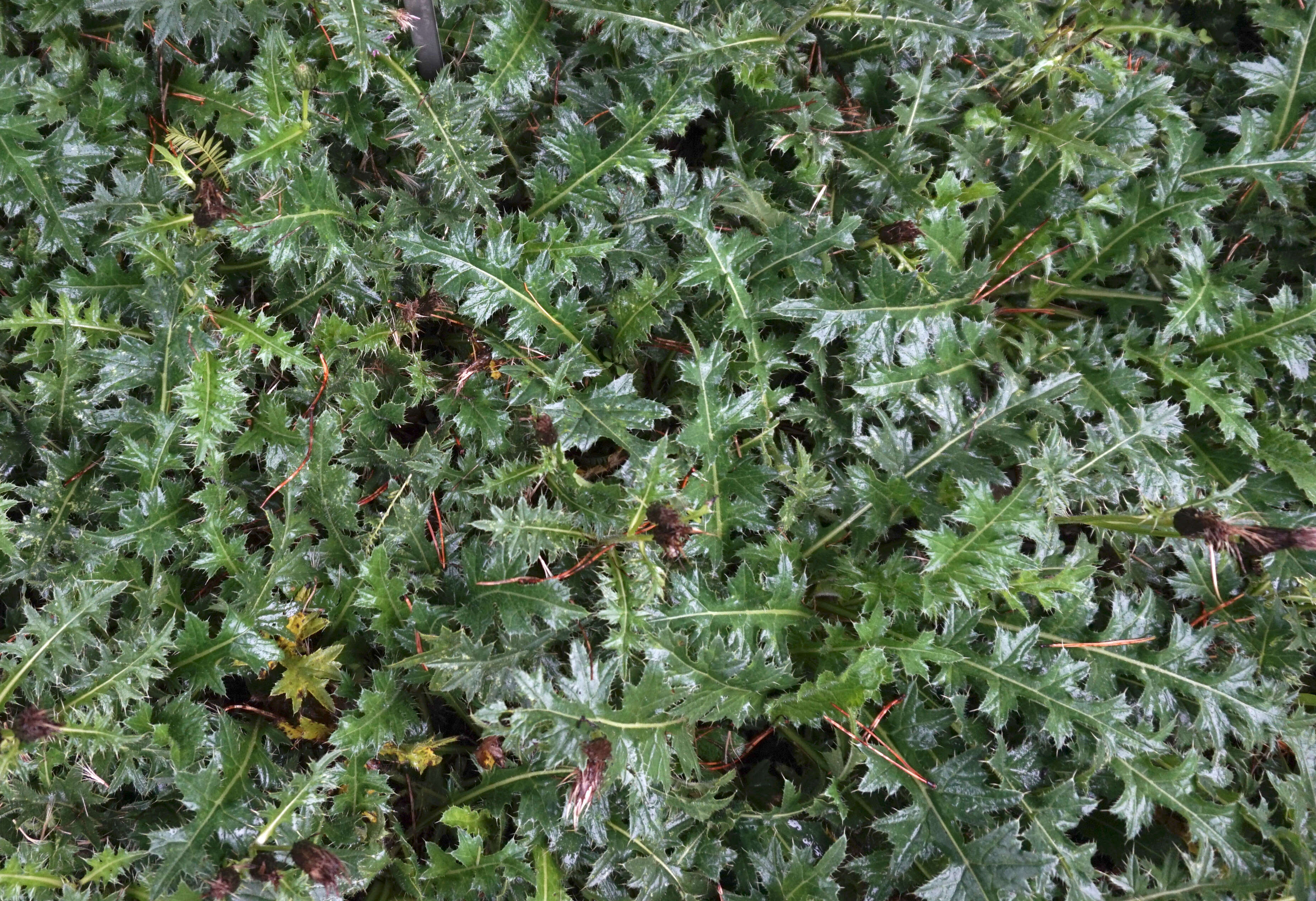 Image of dwarf thistle