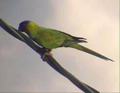 Image of Nanday Parakeet