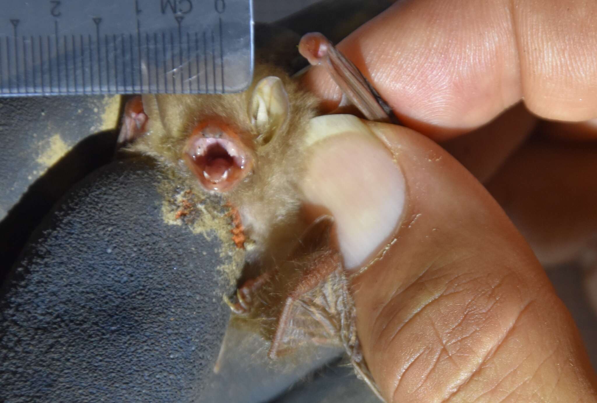 Image of Clear-winged Woolly Bat