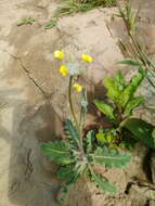 صورة Diplotaxis harra subsp. crassifolia (Raf.) Maire