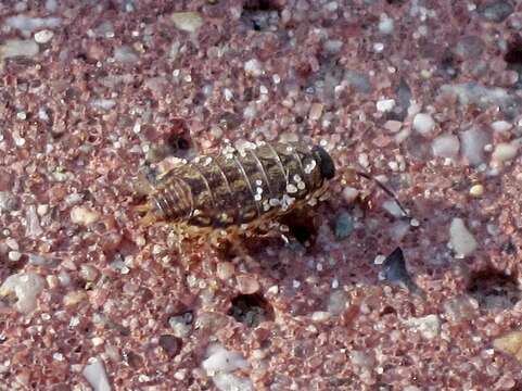 Image of Philoscia Latreille 1804