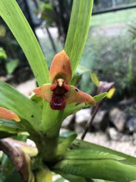 Maxillaria elatior (Rchb. fil.) Rchb. fil. resmi