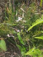 Image of Hedyotis lancea Thunb. ex Maxim.