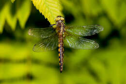 Image of Broad-tailed Shadowdragon