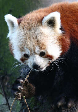 Image of Red panda