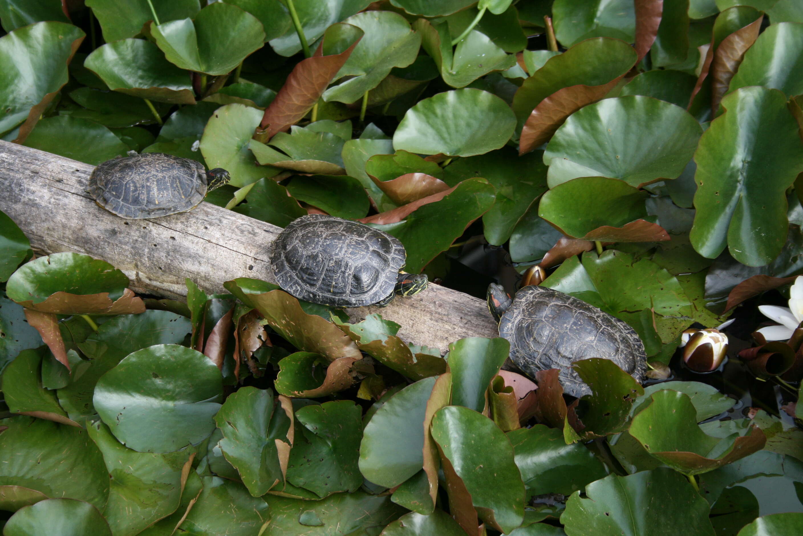 Image of slider turtle, red-eared terrapin, red-eared slider