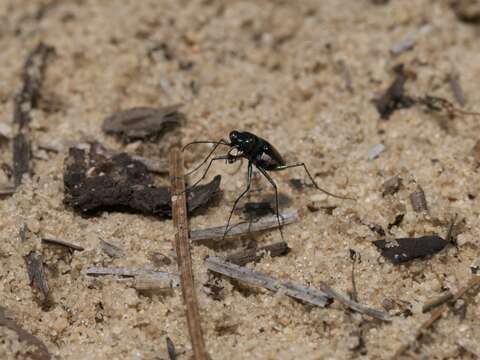 Image of Cicindela (Cicindelidia) abdominalis Fabricius 1801