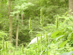 Image of Yellow Giant Hyssop