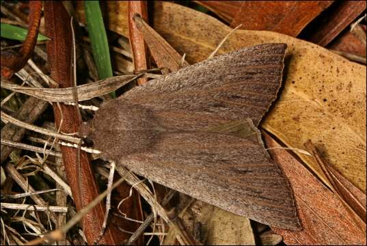 Image of Palleopa