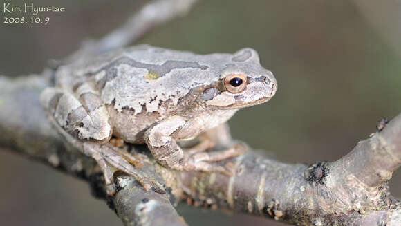 Image of Japanese Tree Frog