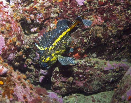 Image of China rockfish