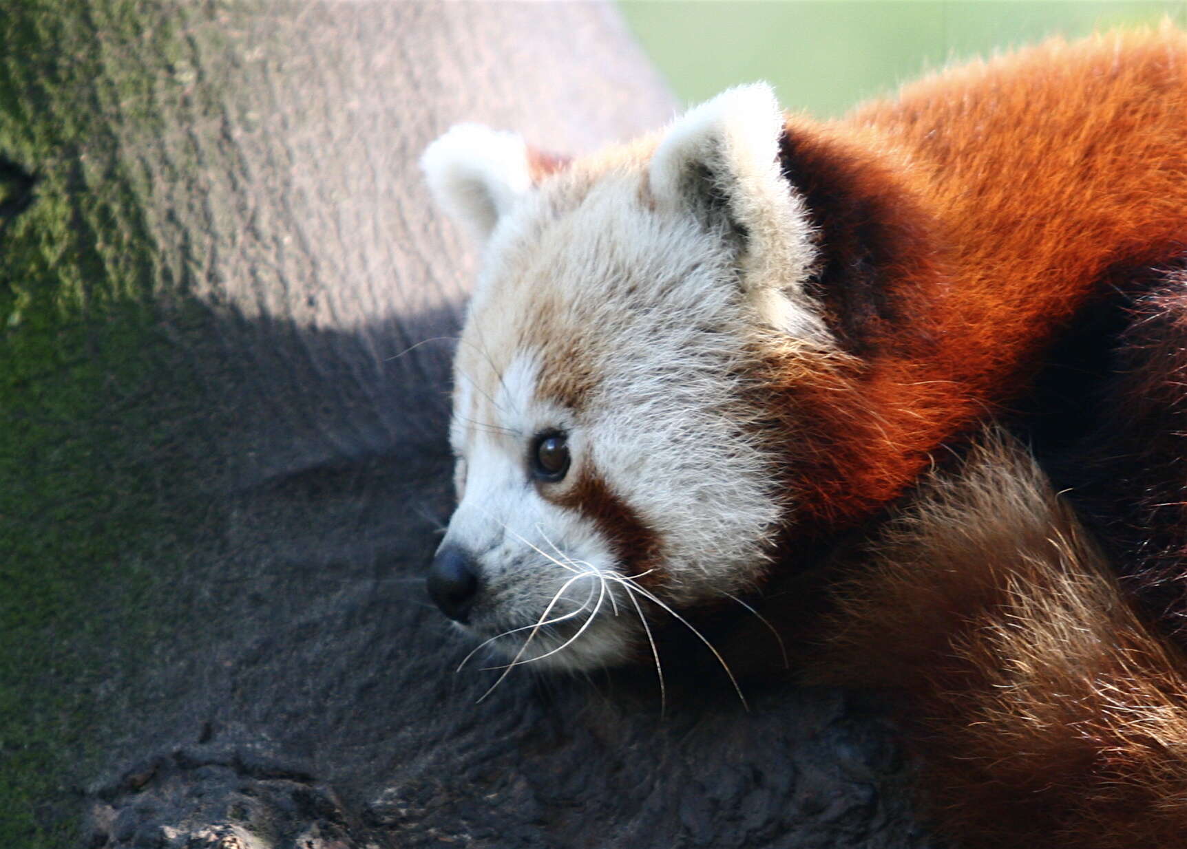 Image of red pandas