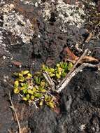 Image of Leptopetalum biflorum (L.) Neupane & N. Wikstr.