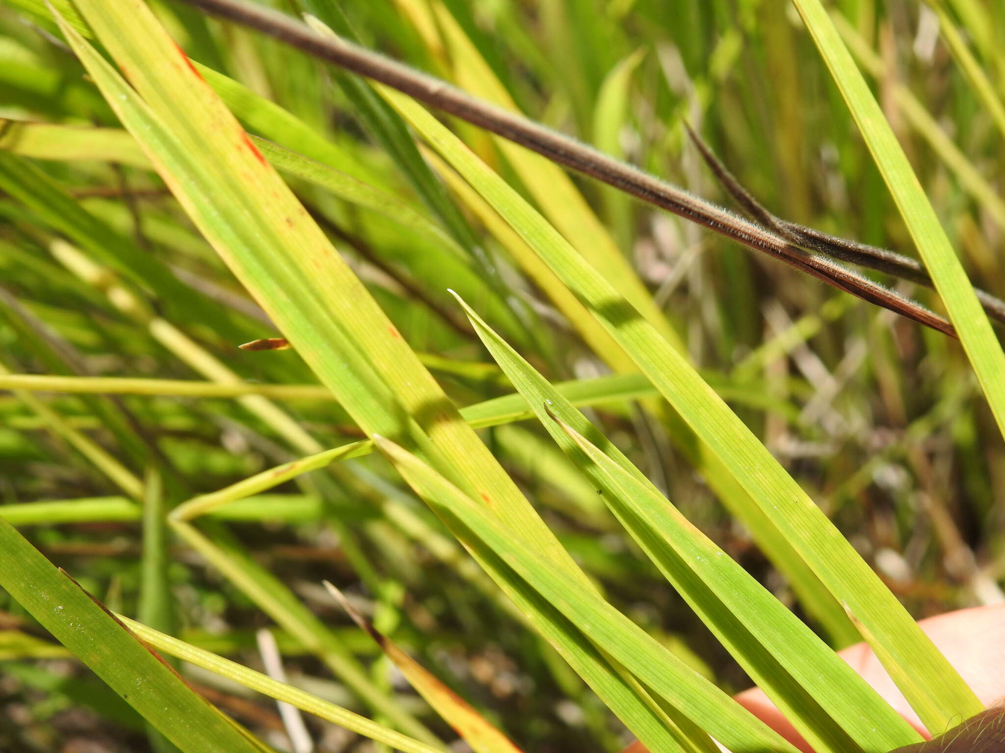 Image de Eriocaulon australe R. Br.