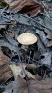 Image of Polyporus mcmurphyi Murrill 1915