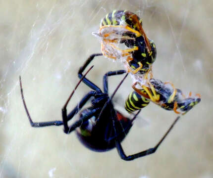 Image of Western Black Widow spider