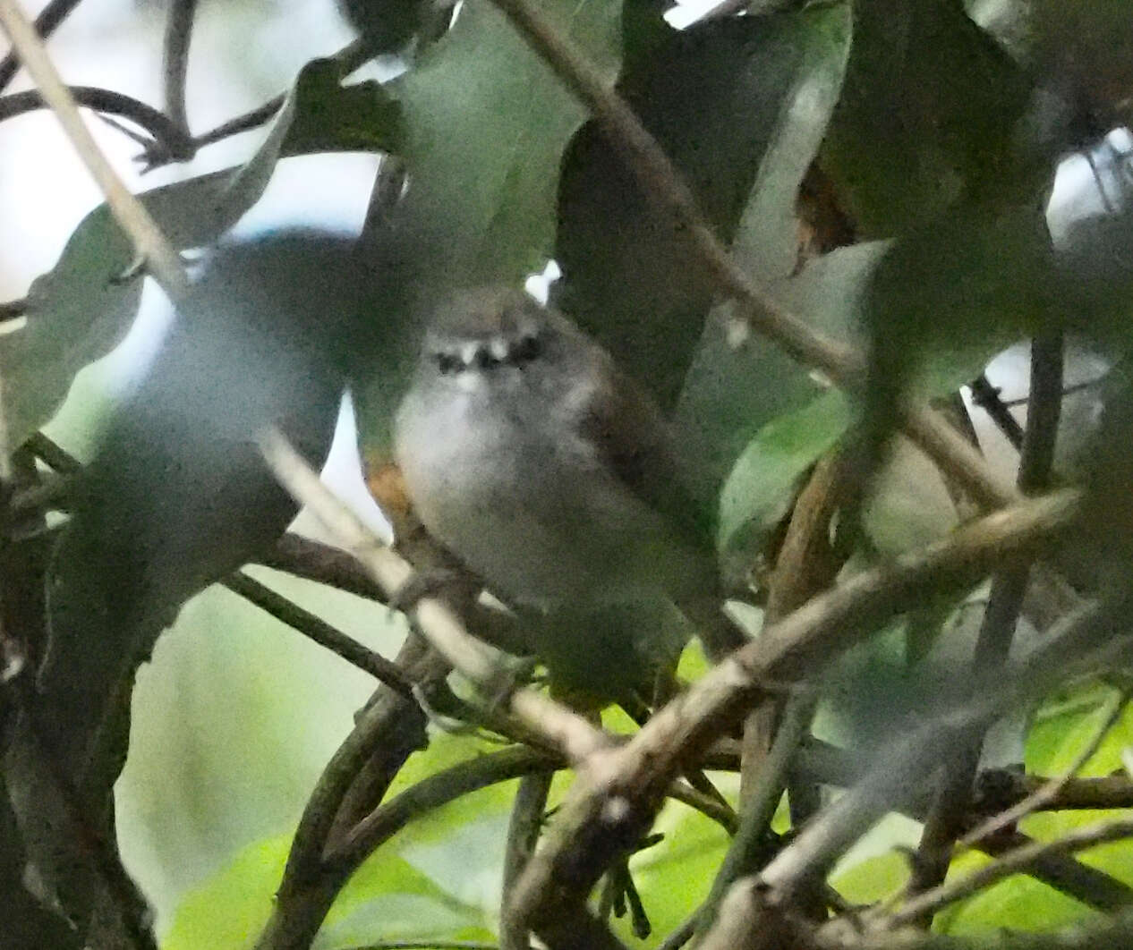 Image of Brown Gerygone