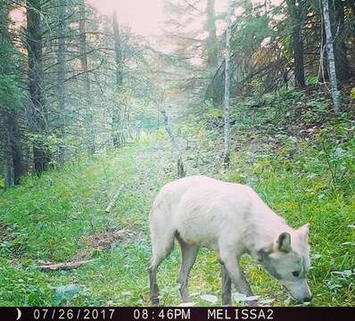 Image of gray wolf