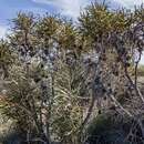 Image of Banksia elderiana F. Müll. & Tate