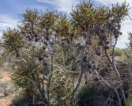 Imagem de Banksia elderiana F. Müll. & Tate