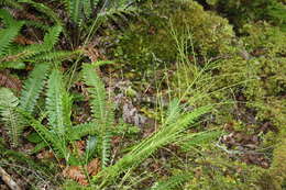 Image of Carmichaelia odorata Hook.