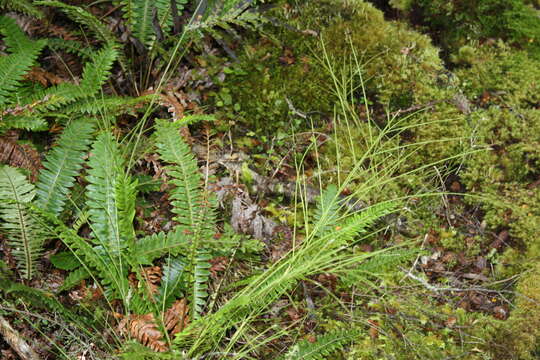 Image of Carmichaelia odorata Hook.