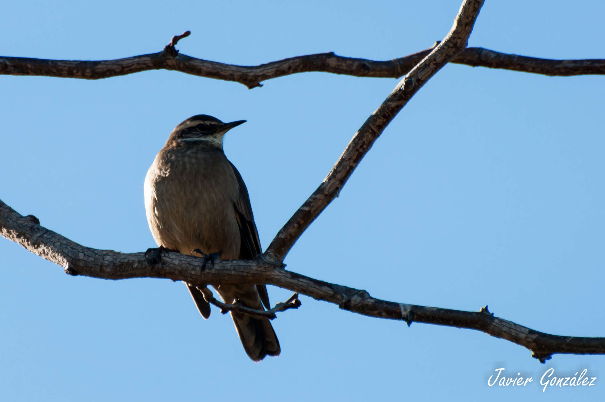 Image of Bar-winged cinclodes