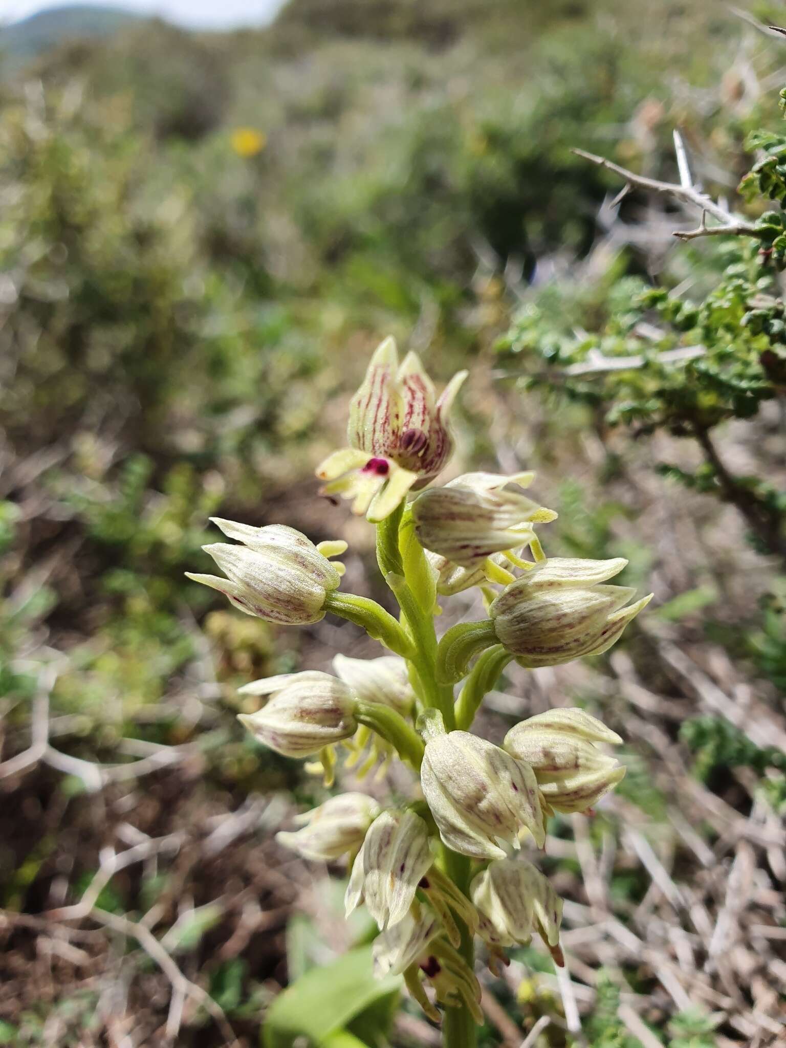 Orchis galilaea (Bornm. & M. Schulze) Schltr. resmi