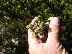 Image of Leucadendron sorocephalodes Phillips & Hutchinson